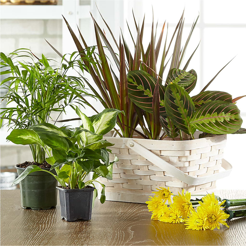 Florist Designed Blooming and Green Plants in a Basket – Dynamic Flowers Of Royal Oak, Royal Oak MI