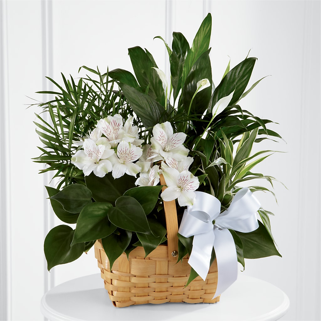 Peace & Serenity Dishgarden – Dynamic Flowers Of Royal Oak, Royal Oak MI