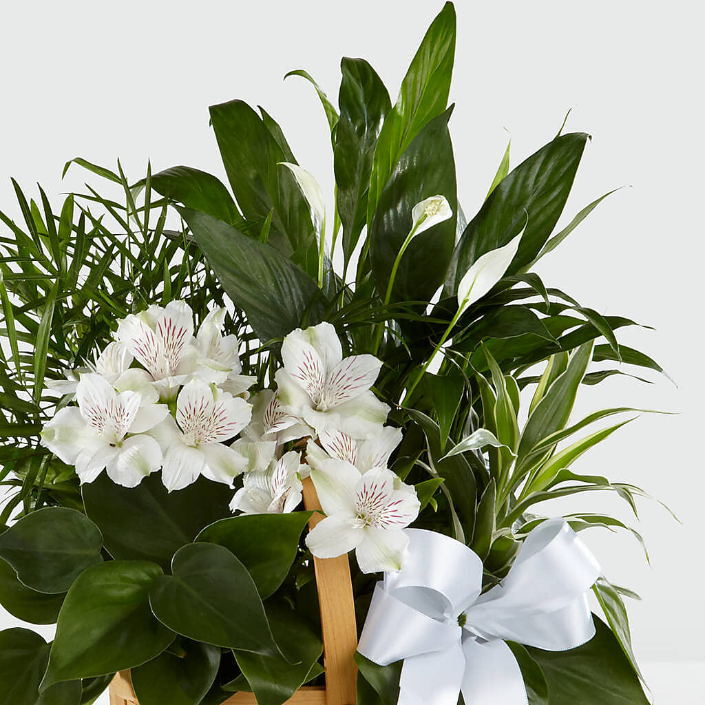 Peace & Serenity Dishgarden – Dynamic Flowers Of Royal Oak, Royal Oak MI