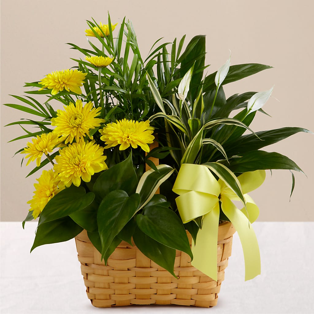 Loving Light Dishgarden – Dynamic Flowers Of Royal Oak, Royal Oak MI