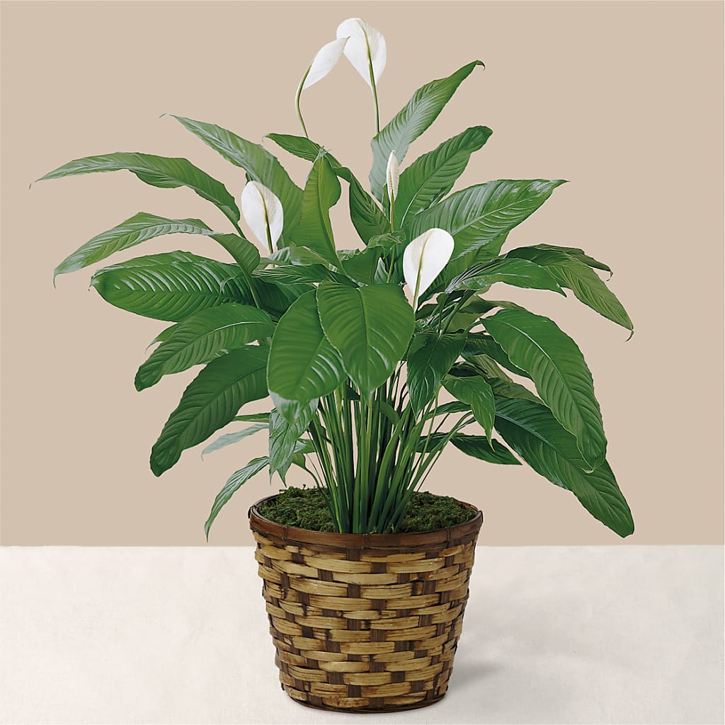 Tranquil Moments Peace Lily Plant – Dynamic Flowers Of Royal Oak, Royal Oak MI