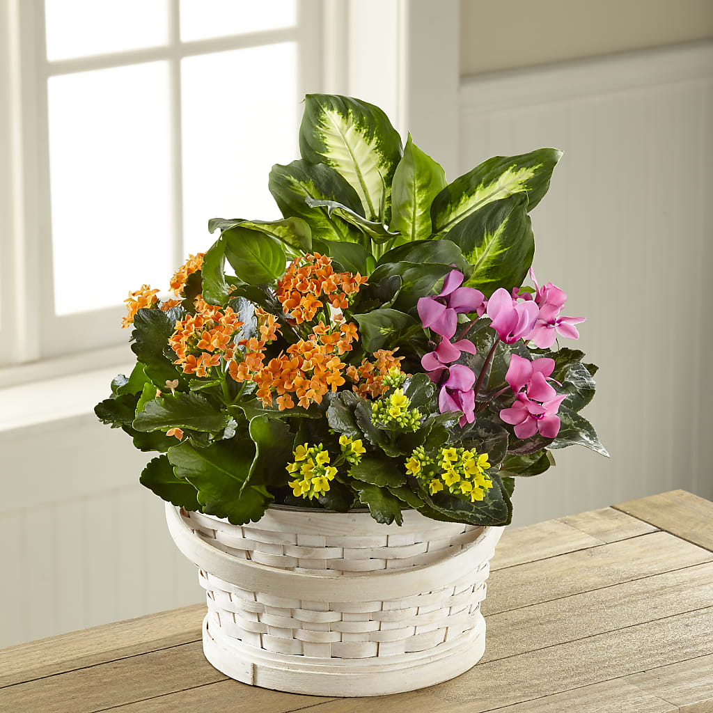 Color Crush Dishgarden – Dynamic Flowers Of Royal Oak, Royal Oak MI