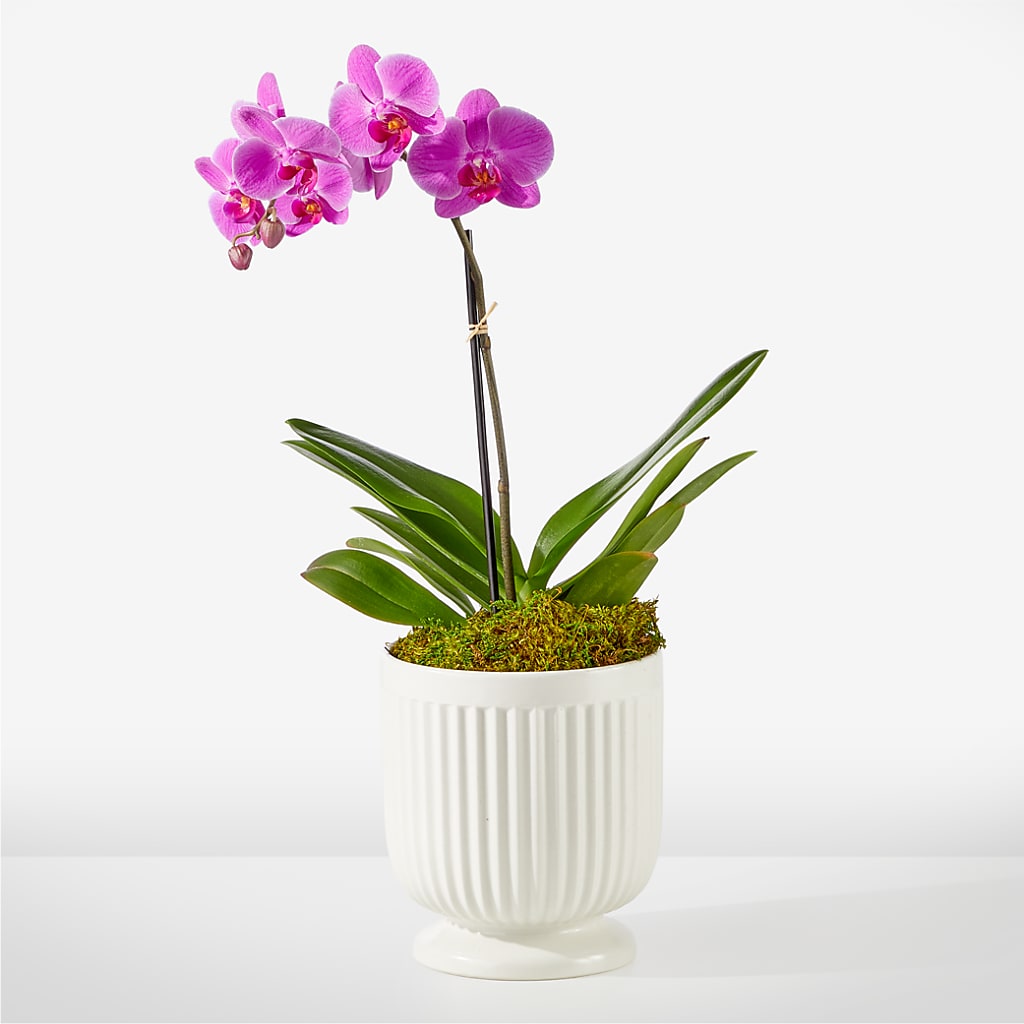 Friendly Fuchsia Orchid – Dynamic Flowers Of Royal Oak, Royal Oak MI
