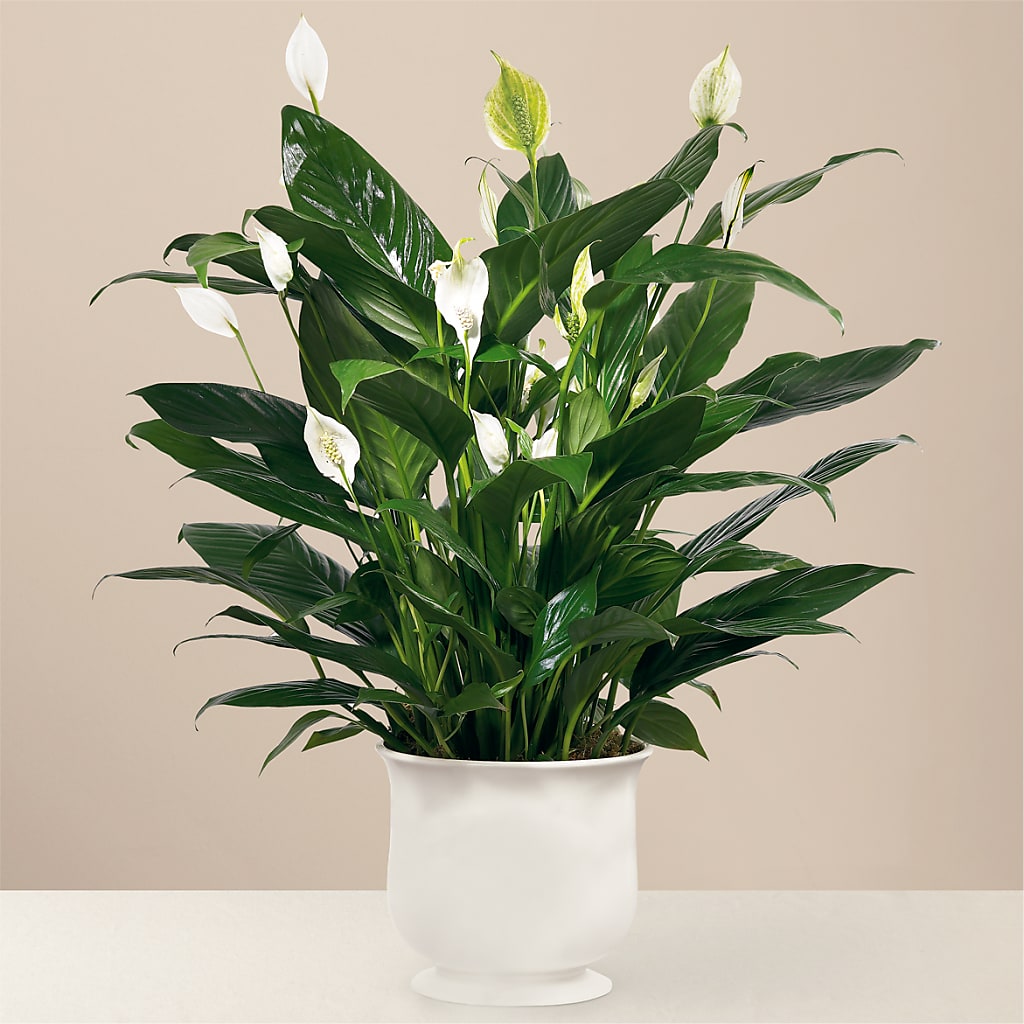 Comfort Planter – Dynamic Flowers Of Royal Oak, Royal Oak MI