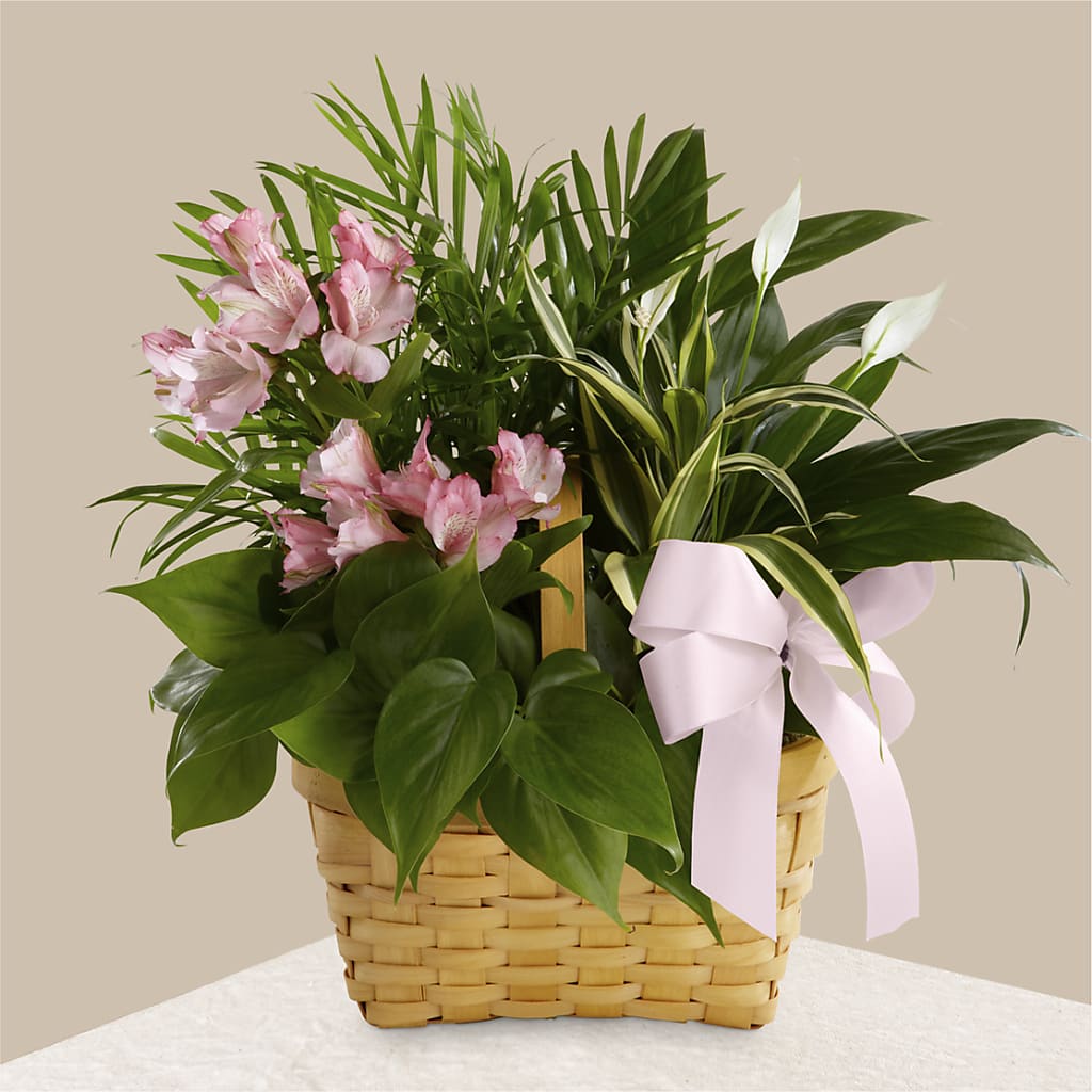 Living Spirit Dishgarden – Dynamic Flowers Of Royal Oak, Royal Oak MI