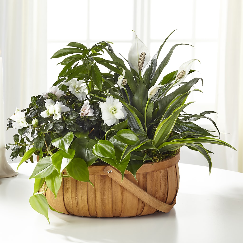 Serene Dishgarden – Dynamic Flowers Of Royal Oak, Royal Oak MI