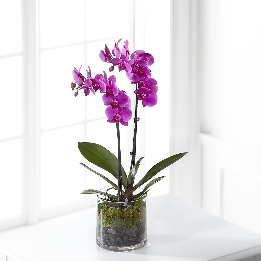 Pink Orchid Plant – Dynamic Flowers Of Royal Oak, Royal Oak MI