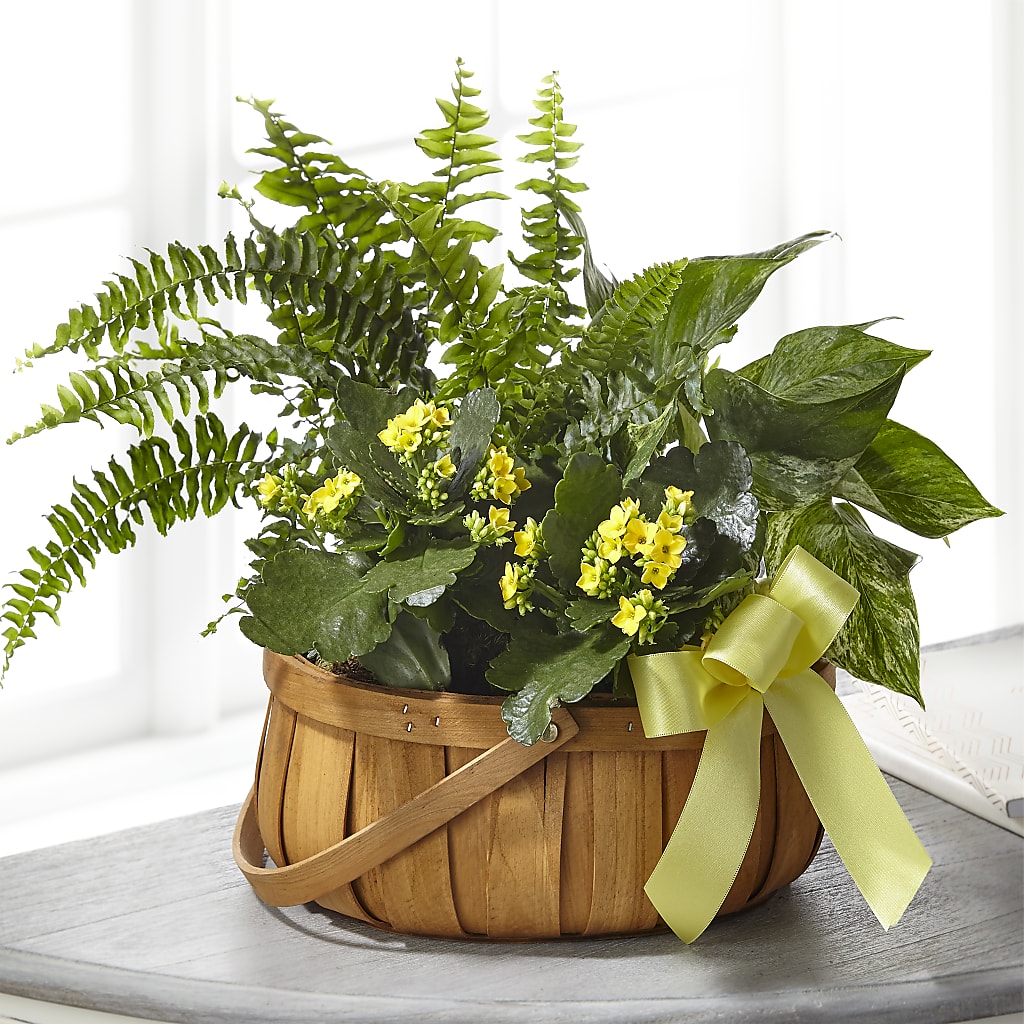 Always Dear Dishgarden – Dynamic Flowers Of Royal Oak, Royal Oak MI