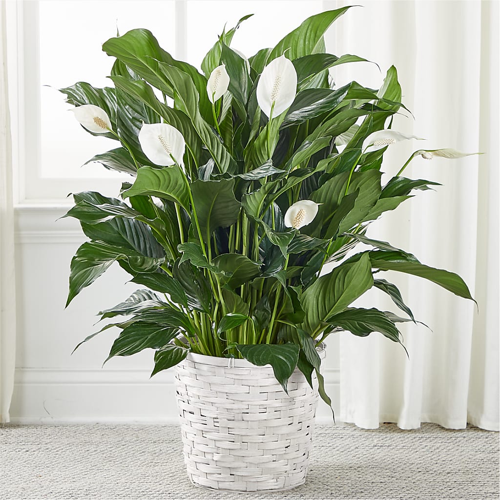 A New Leaf Peace Lily – Dynamic Flowers Of Royal Oak, Royal Oak MI