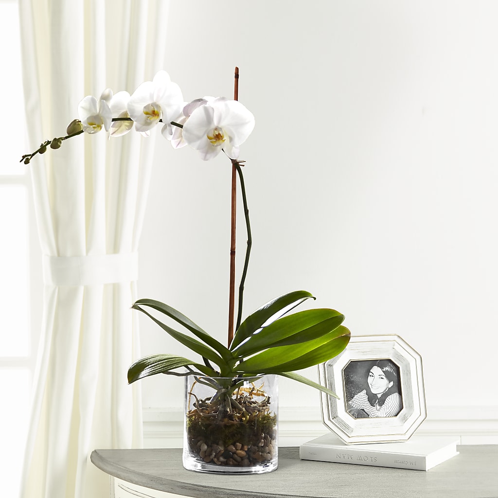 White Orchid Planter – Dynamic Flowers Of Royal Oak, Royal Oak MI
