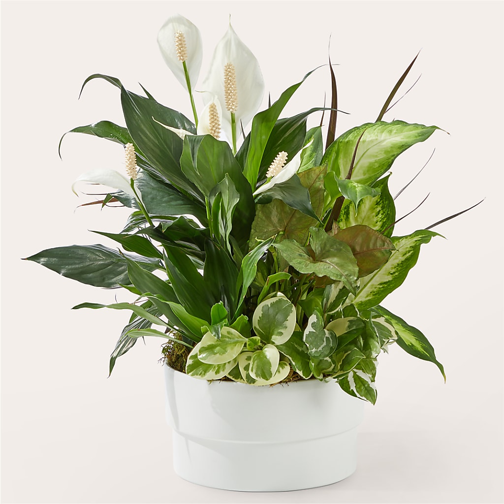 Radiating Positivity Dishgarden – Dynamic Flowers Of Royal Oak, Royal Oak MI