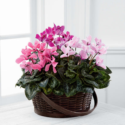 Mixed Cyclamen Planter –  Dynamic Flowers Of Royal Oak, Royal Oak MI