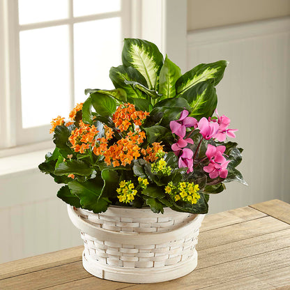 Color Crush Dishgarden –  Dynamic Flowers Of Royal Oak, Royal Oak MI