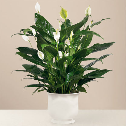 Comfort Planter –  Dynamic Flowers Of Royal Oak, Royal Oak MI