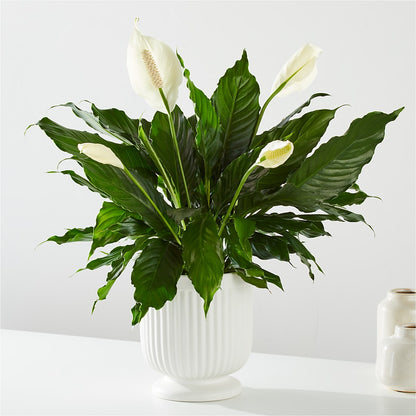 Comfort Planter –  Dynamic Flowers Of Royal Oak, Royal Oak MI