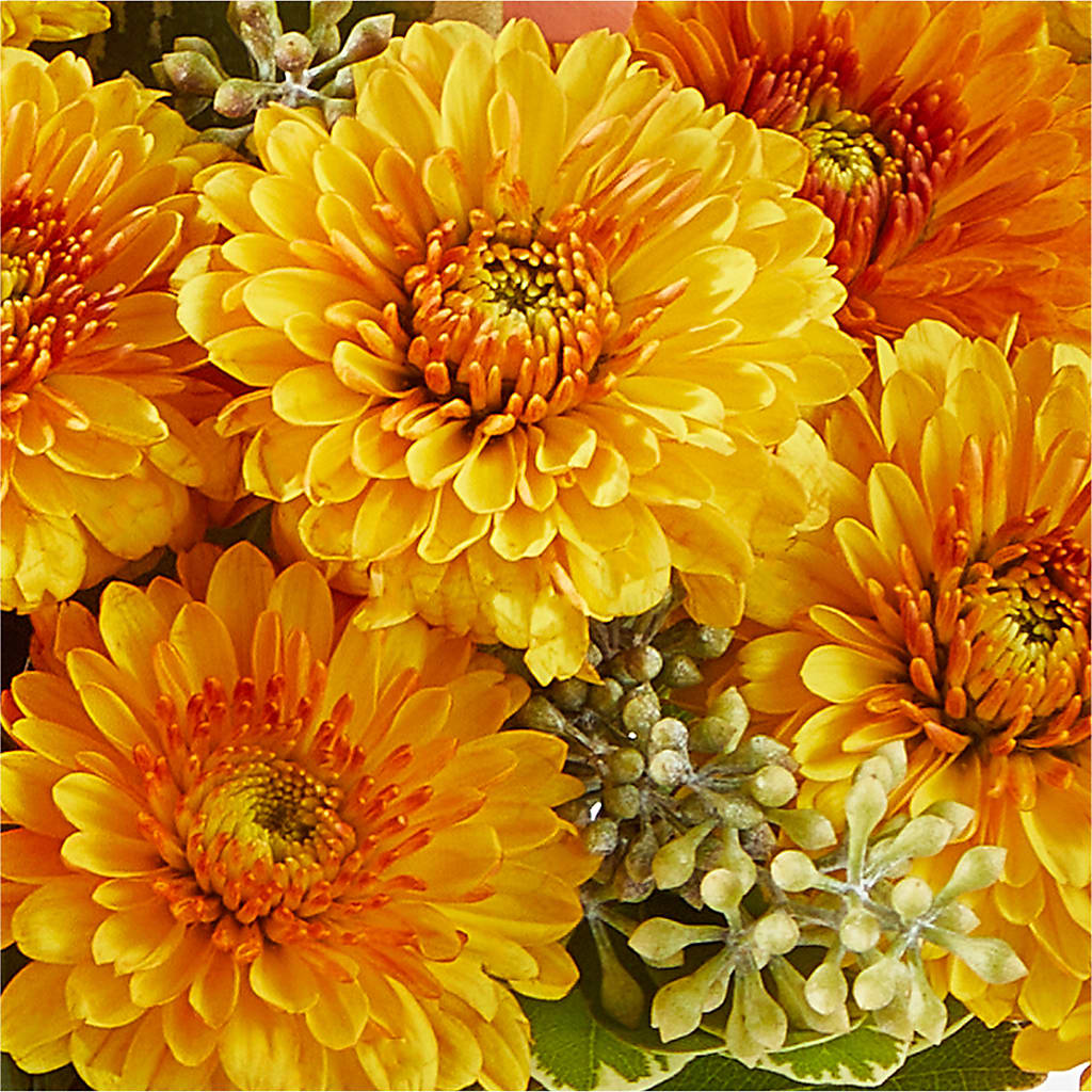 Peachy Pumpkin –  Dynamic Flowers Of Royal Oak, Royal Oak MI