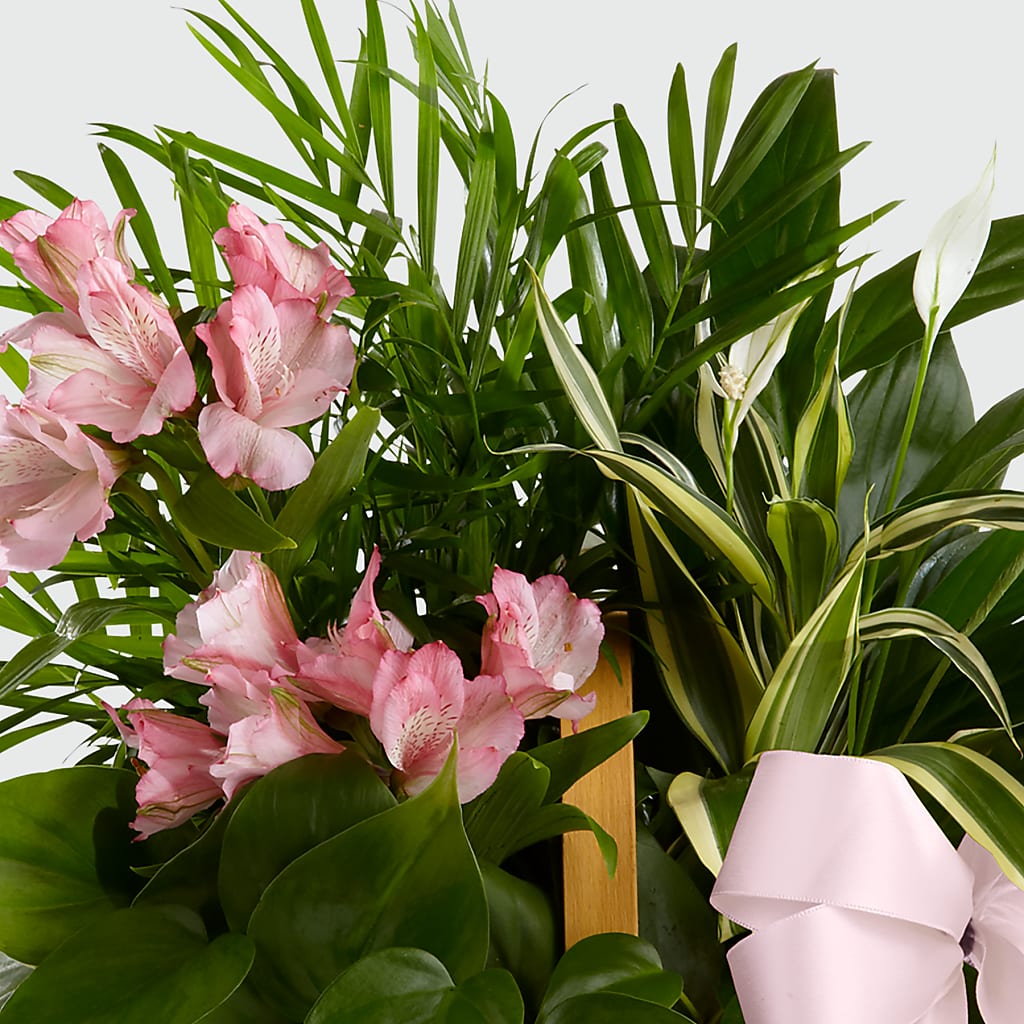 Living Spirit Dishgarden –  Dynamic Flowers Of Royal Oak, Royal Oak MI