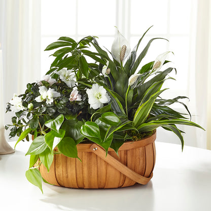Serene Dishgarden –  Dynamic Flowers Of Royal Oak, Royal Oak MI
