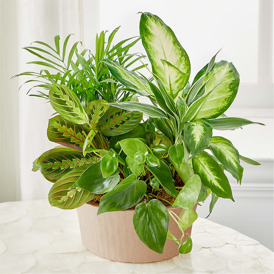 Balance & Harmony Dishgarden –  Dynamic Flowers Of Royal Oak, Royal Oak MI