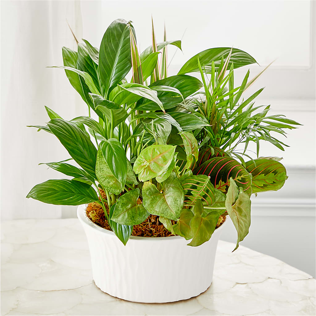 Balance & Harmony Dishgarden –  Dynamic Flowers Of Royal Oak, Royal Oak MI