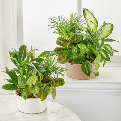 Balance & Harmony Dishgarden –  Dynamic Flowers Of Royal Oak, Royal Oak MI