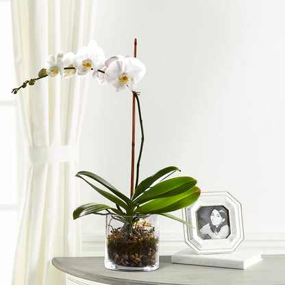 White Orchid Planter –  Dynamic Flowers Of Royal Oak, Royal Oak MI