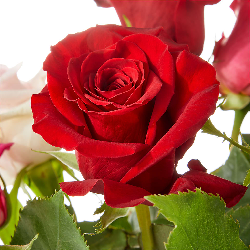 Love Notes Rose Bouquet –  Dynamic Flowers Of Royal Oak, Royal Oak MI
